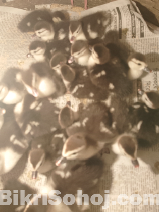 চি*না হাঁ*স